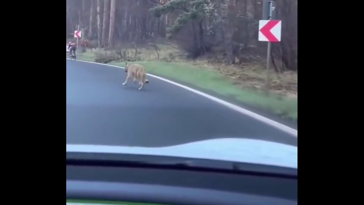 Car driver prevents cyclist from a potential wolf attack - WOAH