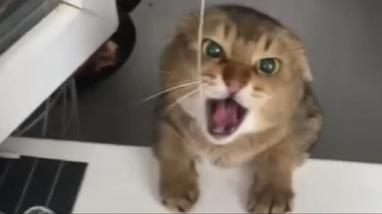 funny cat video 😹😹🙀😸#funny #cat #animal