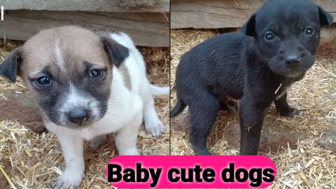 Cute dog video|funny dog video |puppy video cute dog