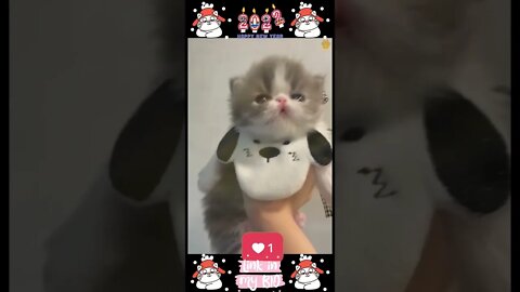 #17_😂😹😂 #Cute #Animals #For #When #You #Are #Stressed 😂😹😂 (#2022)