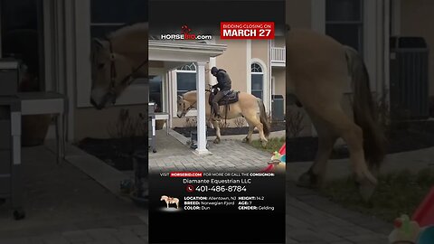 🆃🅴🅳🅳🆈 - 7 Yr. old 14.2hh Dun Norwegian Fjord Gelding! Exclusively on Horsebid.com thru March 27th!