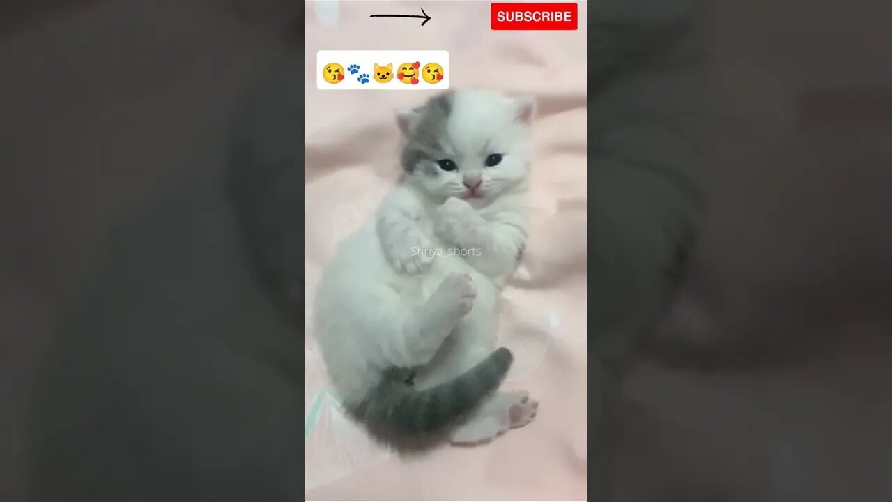 OMG Cute Kitten 🥰💕💕#shorts #catlovers #catvideos #kittens