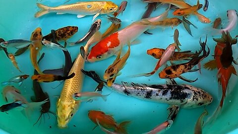 Dwarf Gourami Molly Carp Fish Guppy Pleco Koi Catfish Goldfish Angelfish Betta animals Videos