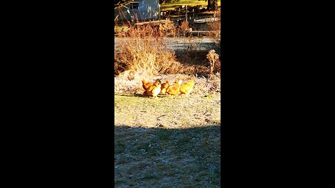 Letting chickens out to stretch their legs