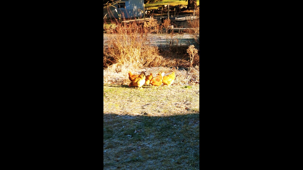 Letting chickens out to stretch their legs