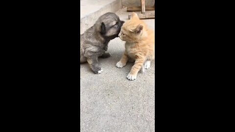 cute puppy and kitty