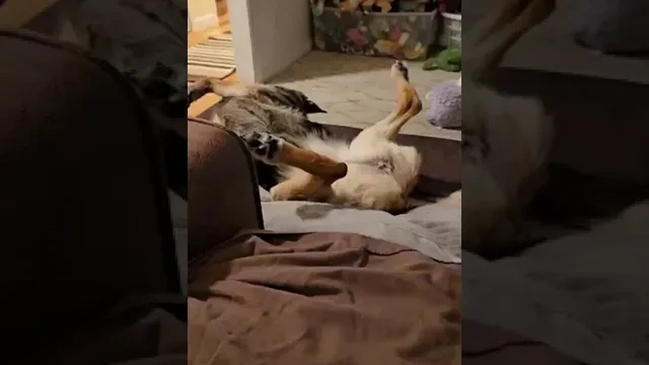 Sweet German Shepherd Is Relaxing Comfortabley || ViralHog