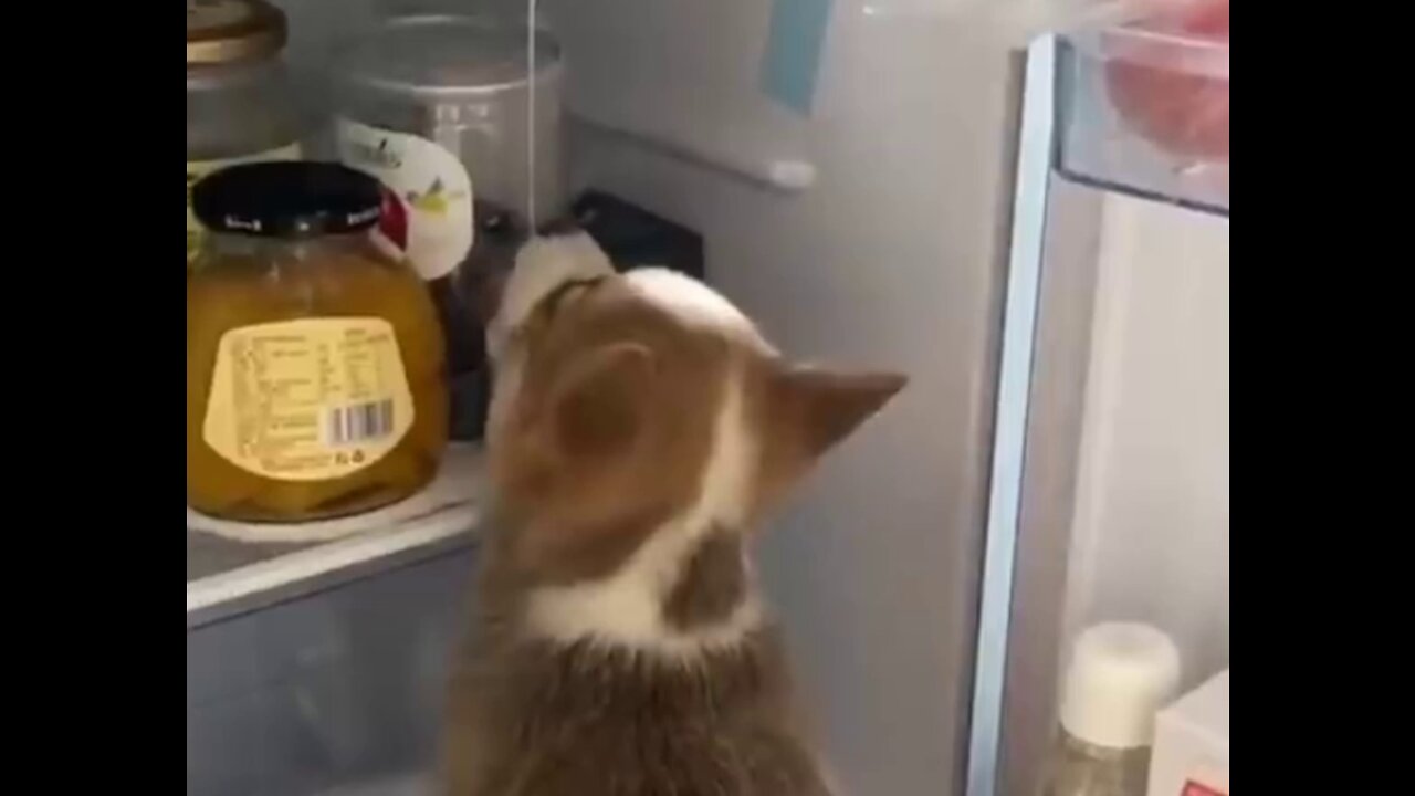 Feeling the taste in the imagination (cute puppy)
