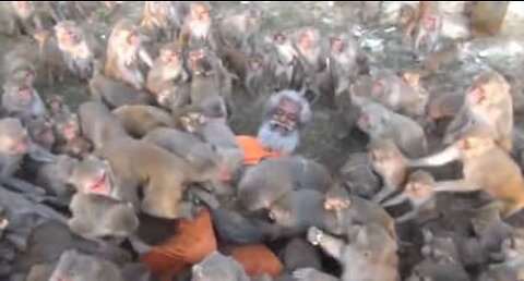 Cet homme de 79 ans est entouré par des singes affamés!