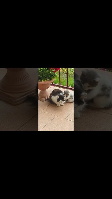Kitten is trying to cuddle with his mum #cat