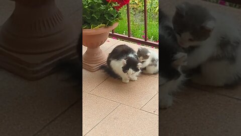 Kitten is trying to cuddle with his mum #cat