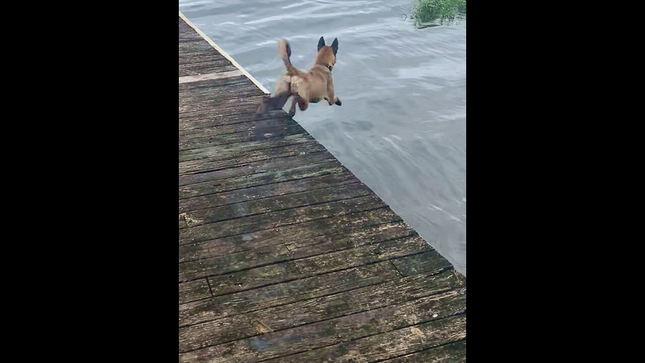 Scary moment when Young dog learns to swim but swims circles when can’t find stick