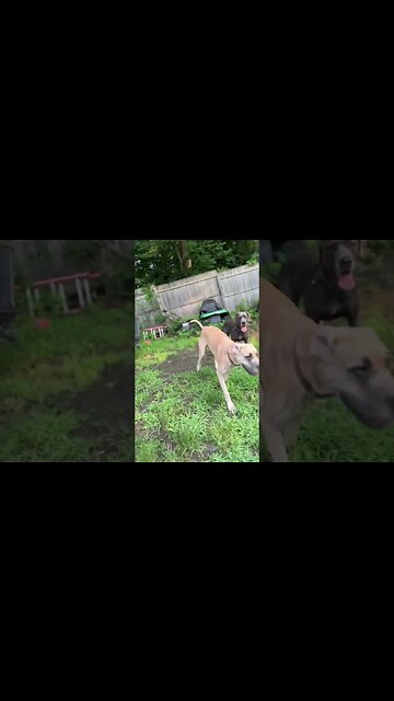 🐇🐰hunt!😂 #happy #dog #puppy #greatdane #shortsvideo #love #cutedog #playing #hunting #hello