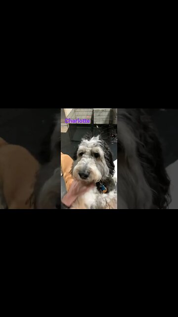 [Shorts 0072] CHARLOTTE [#dogs #doggos #doggies #puppies #dogdaycare]