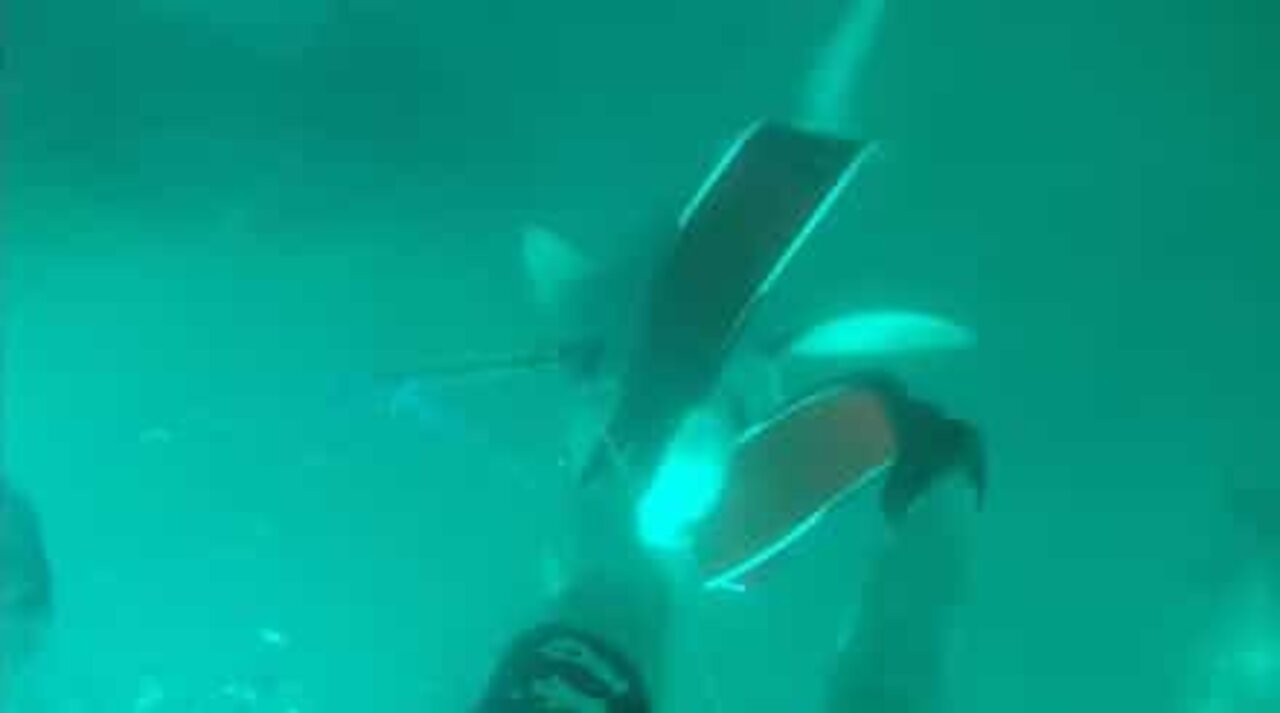 Shark attacks diver and rips off his gear