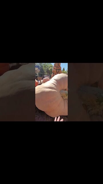 BIGGEST Pumpkin in the World! #HalloweenWithShorts