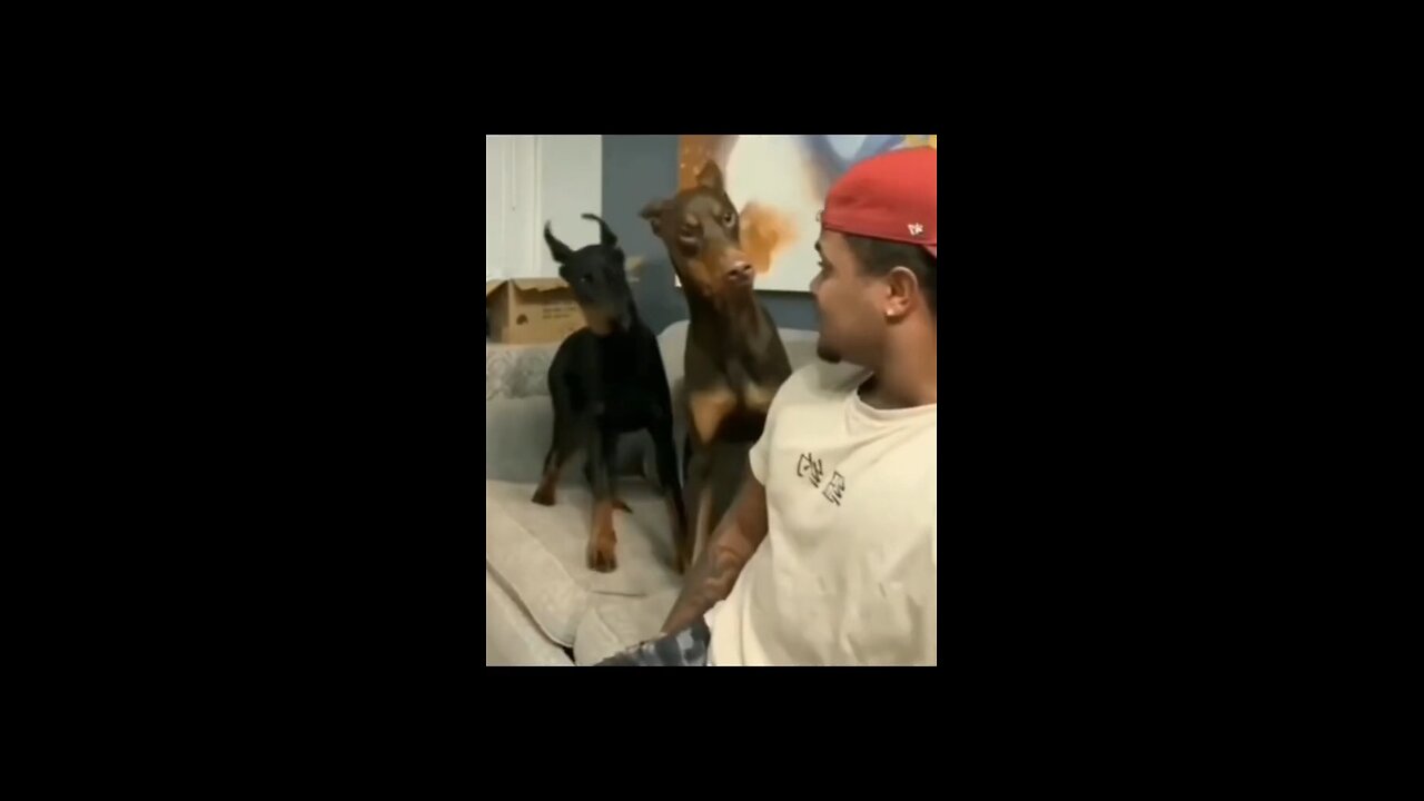 Try not to laugh🤣 Funny animals😹‖ #shorts ‖ Laughter Store