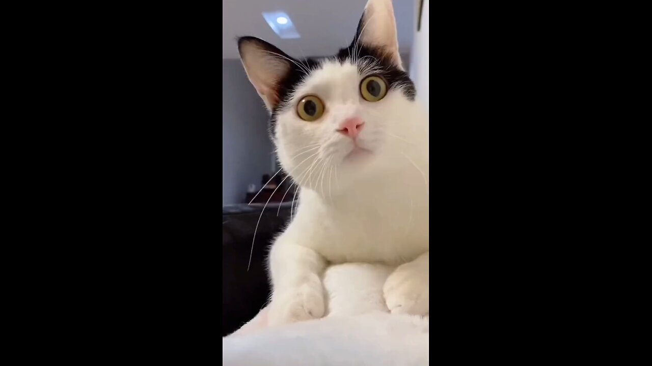 funny cats video