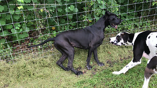 Great Dane Has An Odd Way Of Scratching Her Back