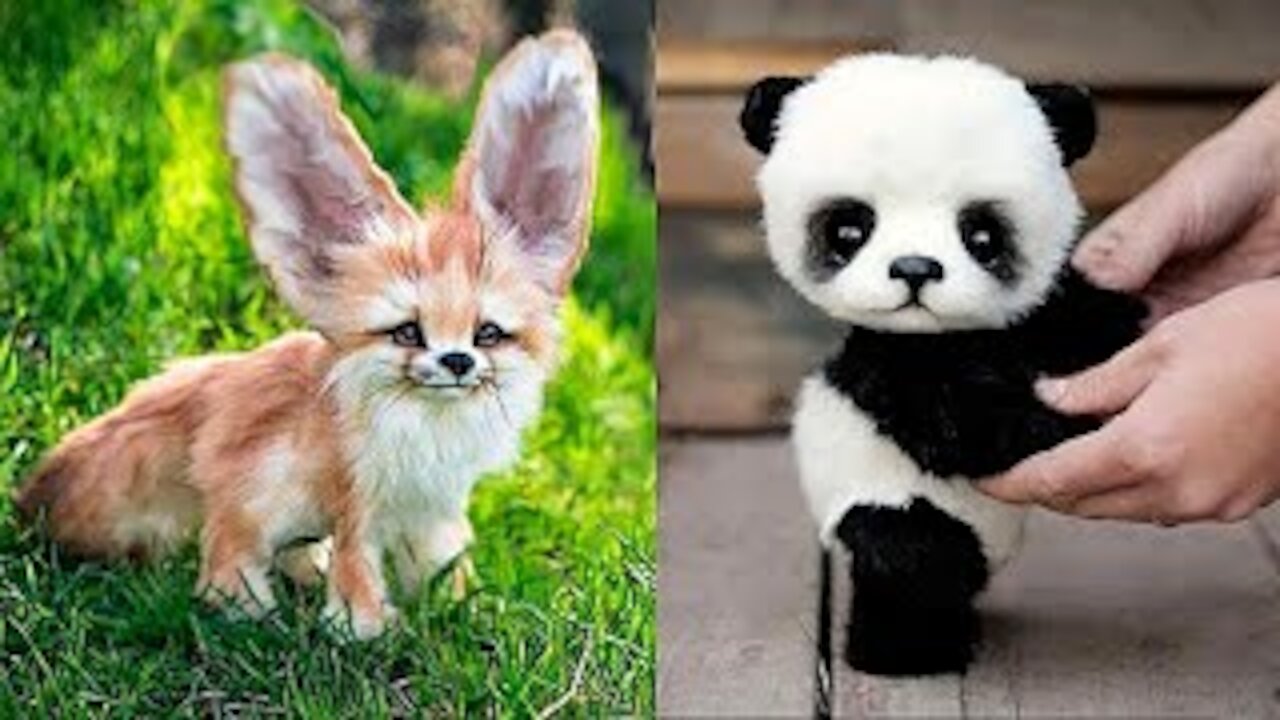 10 Cuccioli di animali carini che sarebbe meglio non adottare