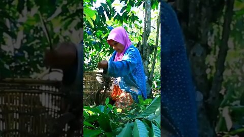 Panen Kopi.