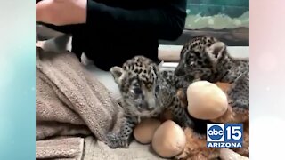 Jaguar cubs with Kristy Morcom of Wildlife World Zoo, Aquarium & Safari Park