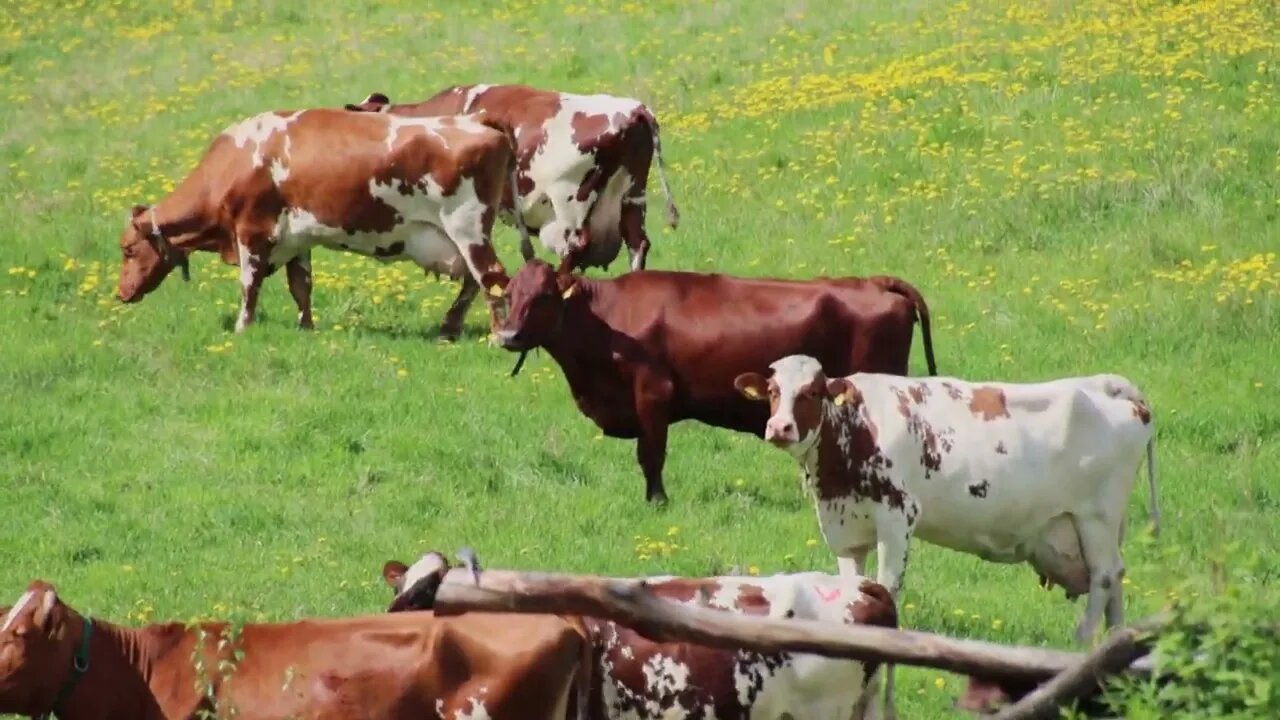 Häme country landscape at the beginning of summer 4.6.2022