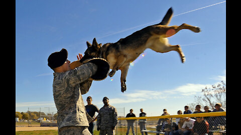 How to defend against a dog. Self defense against Bull Dog