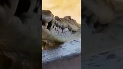 Crocodile 🐊 asked 😂 May I Come in | #Shorts #Animals #Crocodile