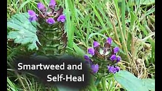 PFTTOT Part 135 Smartweed and Self Heal