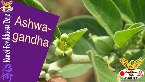 035 - Ashwagandha