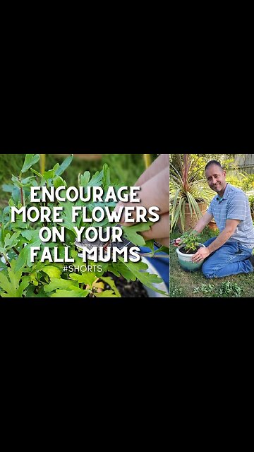 🌸Encourage More Flowers on Your Fall Mums 😀 - #shorts