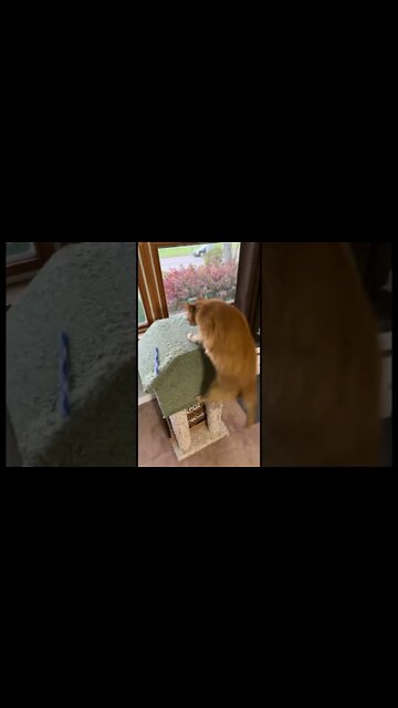 My Cat Being Absolutely Crazy