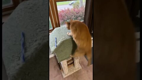 My Cat Being Absolutely Crazy