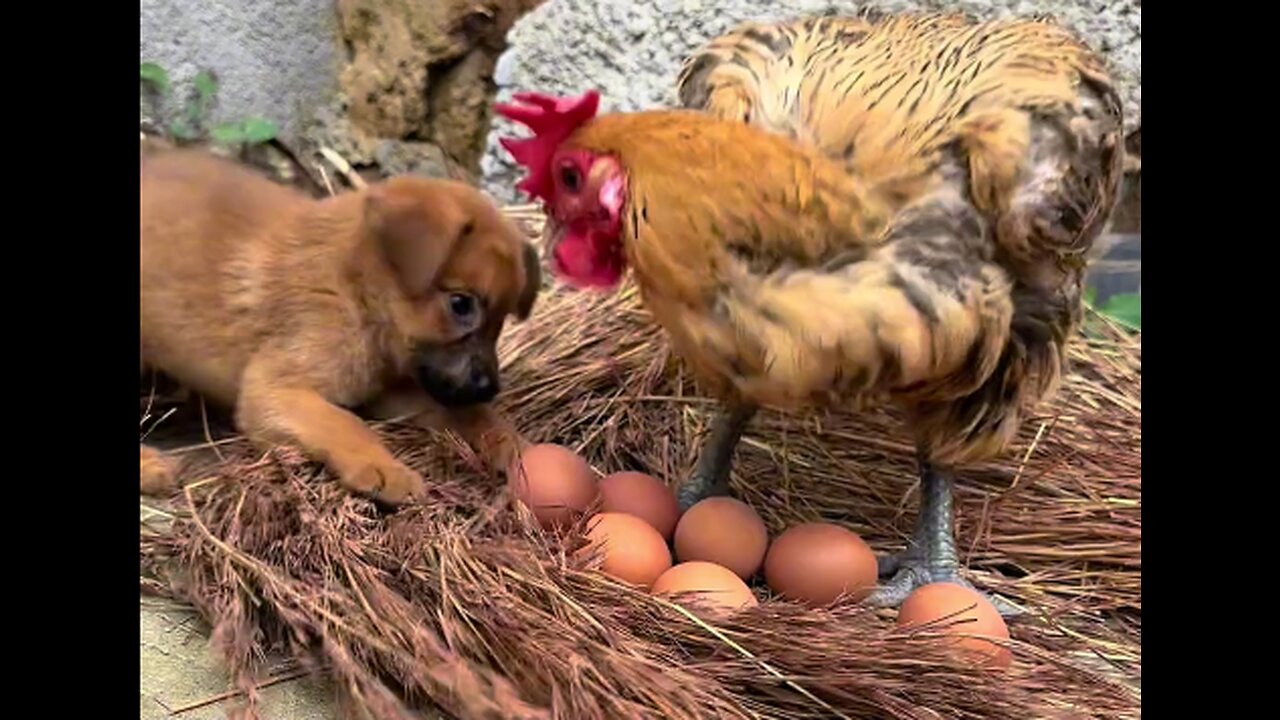 Dogs steal eggs