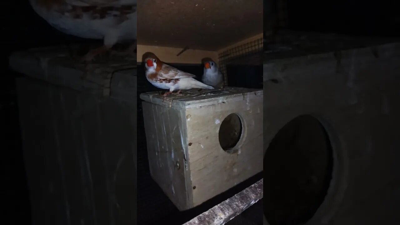Mutation finches at SNS exotic finches #shorts #youtubeshorts #birdslover