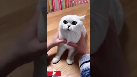 Cute and funny cat videos/#kitten #cat #kitty #funny kitten #funnycat #trending #shorts #tiktok