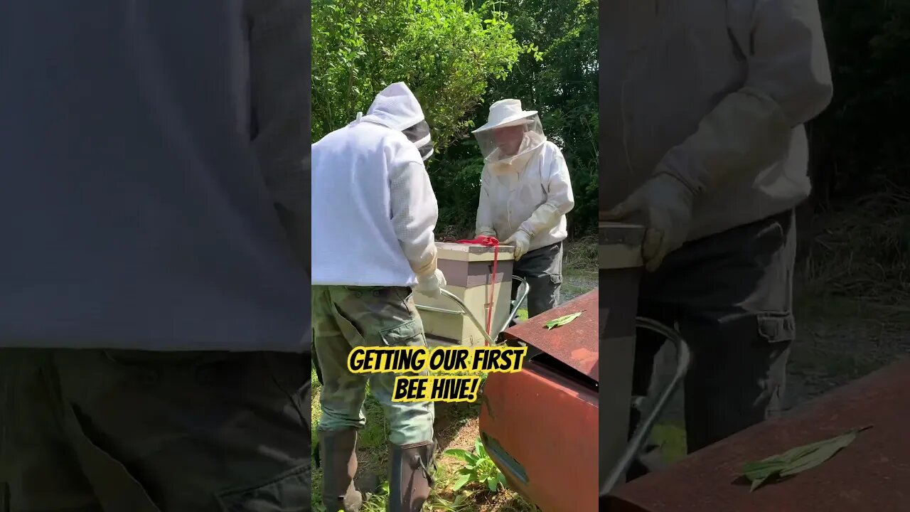 Getting our first bee hive!