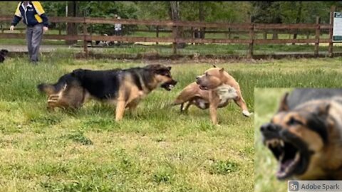 German Shepherd Attacks Pitbull & went wrong