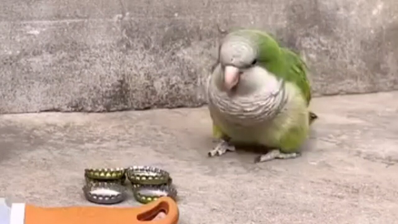 parrot 🦜 game playing with tools #game #parrotgame #gamevideo