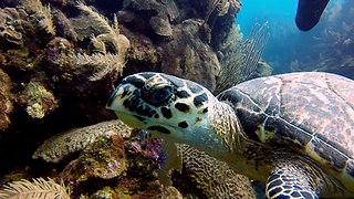 Divers swim alongside critically endangered animal