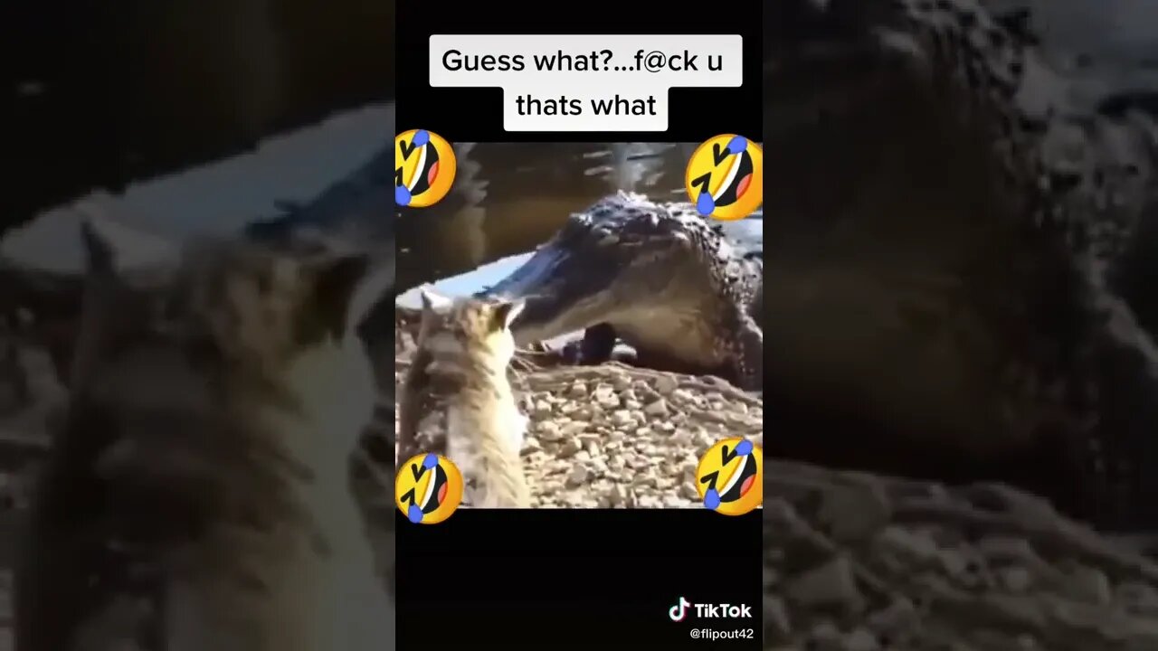 Cat SMACKS Seal Like It's Nothing tiktok trampoline and memes