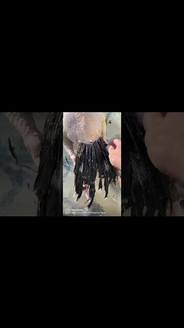 Thanksgiving Turkey the farm way 🦃👨🏻‍🌾 #thanksgiving #turkey #farm #butcher #carnivore #notvegan