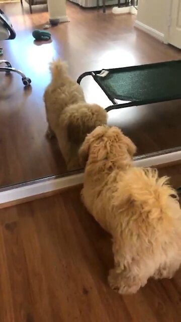Funny Dog playing with mirror