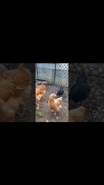 The Chicken Mafia