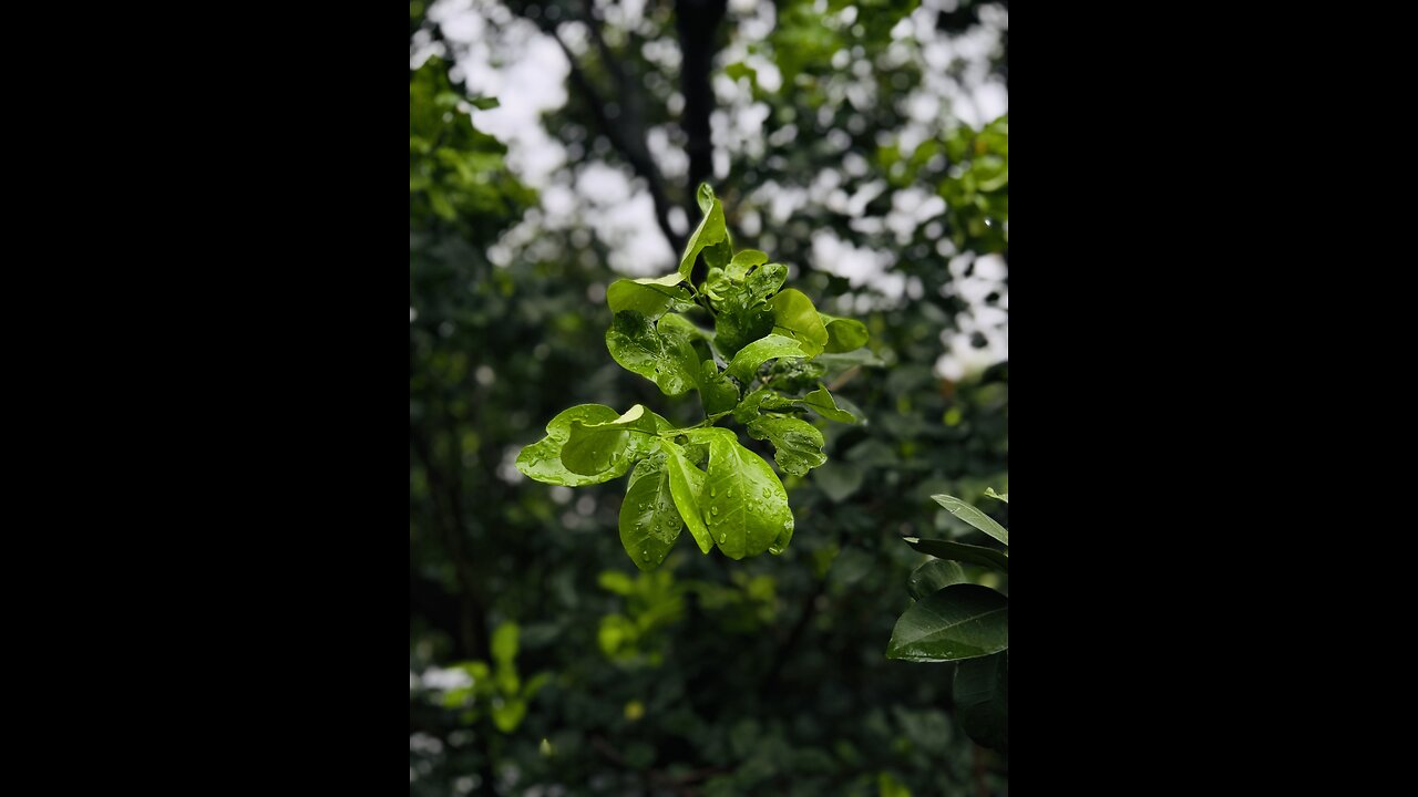 Beautiful leaf