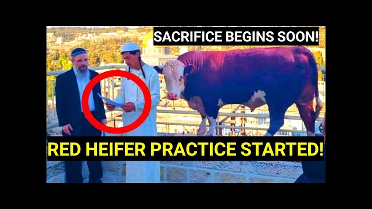 IT'S READY! Red Heifer Ritual Preparations BEGIN