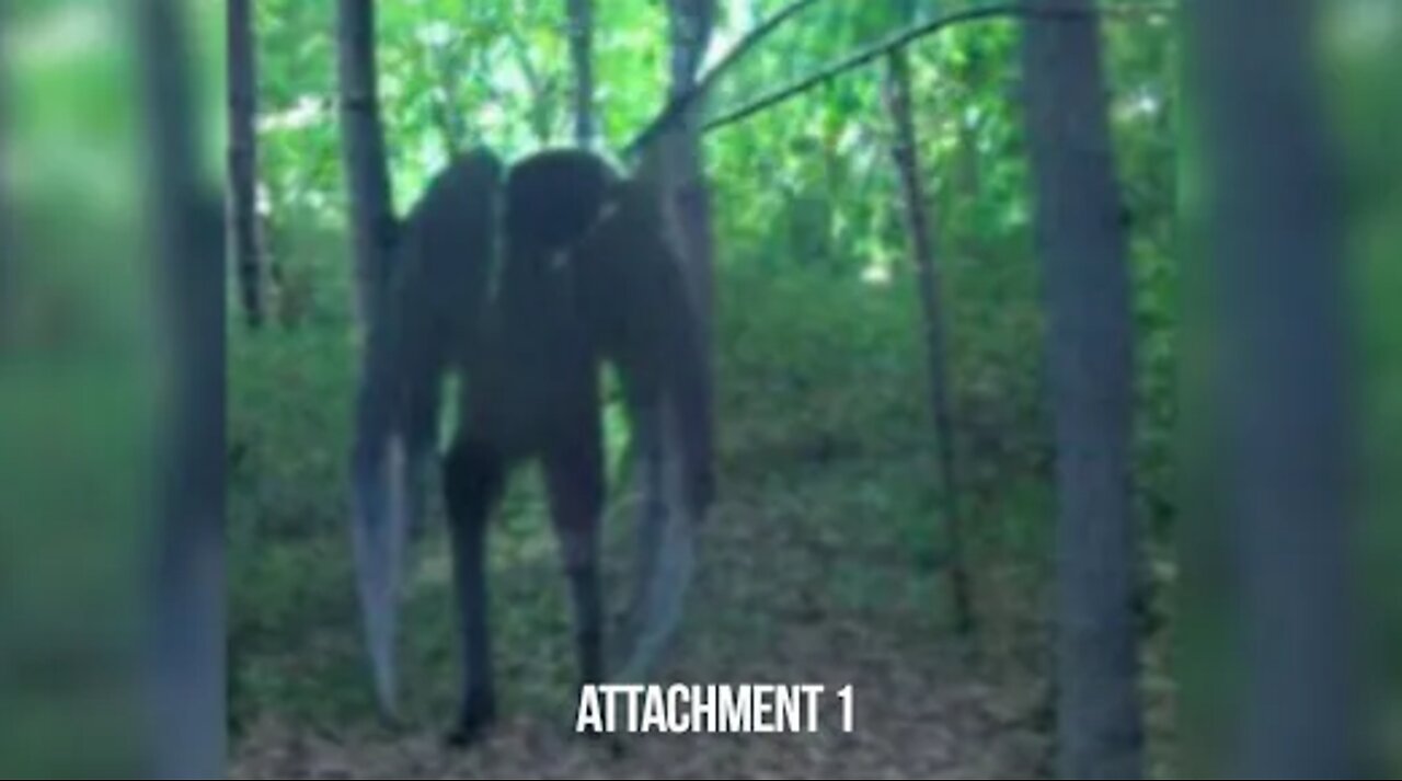 The Mothman of WV Appalachian Mountains