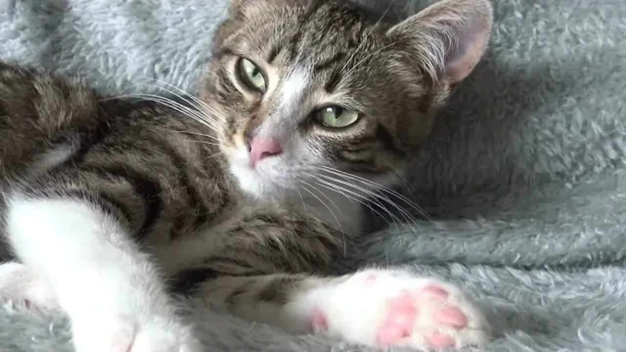 Cute Cat Cleans His Fur 1 Hour