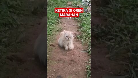 when Oren is angry || cat when the meow is angry - funny cat - funny cat || funny cat || cute cat || FUNNY VIDEOS || cute animals